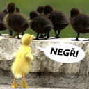 Negri.jpg